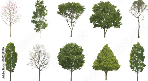 Schilderij op canvas Realistic trees collection with seasonal variations, leafy and bare branches set
