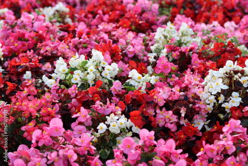 Canvastavla Masses of red, pink and white annual begonias in a garden