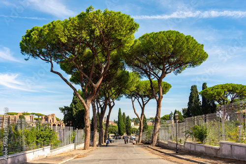 Photography Pine trees on Aventine hill in Rome, Italy