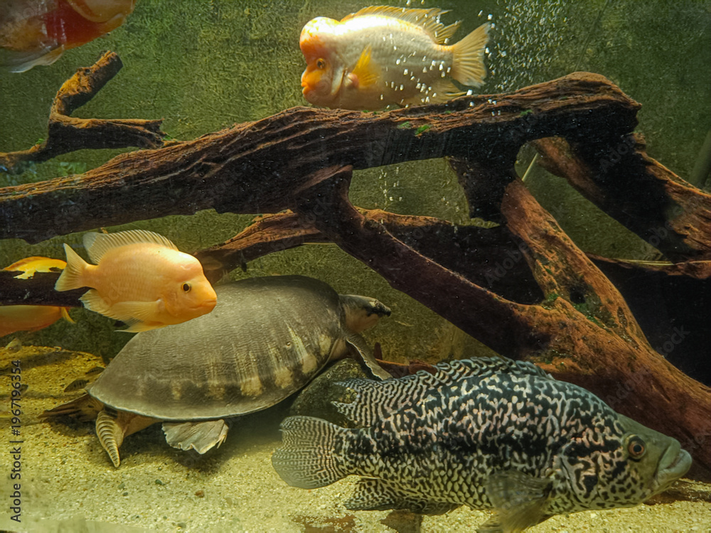 Ταπετσαρία Aquarium fish (Cichlidae) and softshell turtle (Trionychidae) swimming near driftwood with copy space