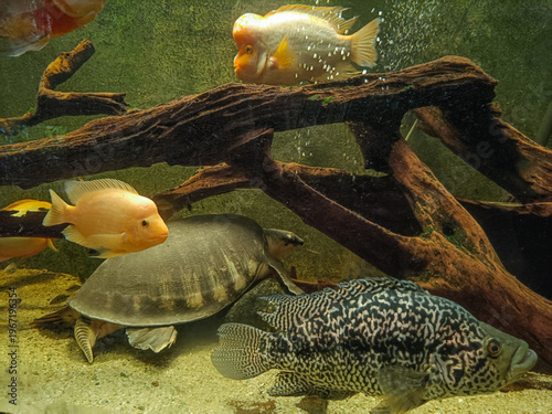 Bild auf Leinwand Aquarium fish (Cichlidae) and softshell turtle (Trionychidae) swimming near driftwood with copy space