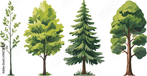 Variety of trees set, deciduous and evergreen species collection, detailed green foliage and pine canopy, natural landscape elements, isolated vector illustration for forestry design