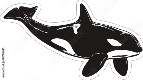 Orca whale illustration black and white vector graphic with copy space