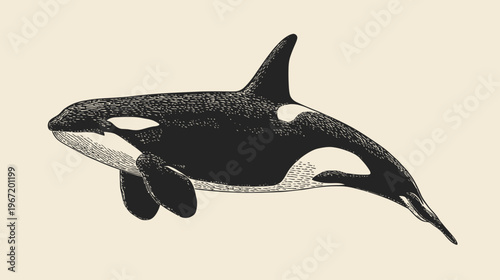 Orca illustration depicting a sleek black and white marine mammal in profile