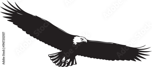 Black eagle flying with outstretched wings white