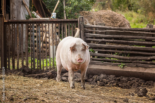 A pig is standing in a pen with hay. It is looking at the camera.