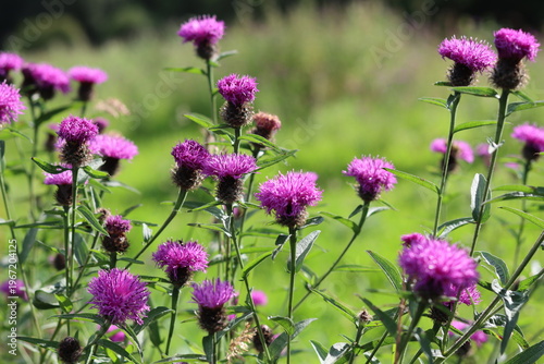 Canvastavla Common knapweed or centaurea nigra flowers in a summer meadow