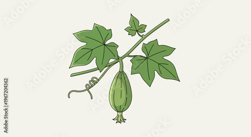 A green gourd hangs from a vine with lobed leaves and tendrils