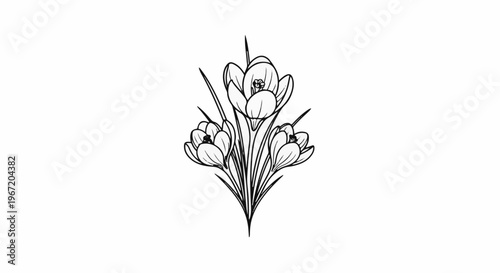 Delicate line drawing of a bouquet of three blooming crocus flowers