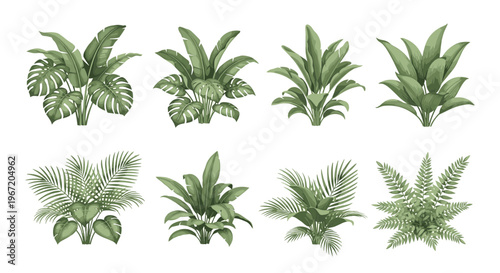 Collection of lush green tropical jungle plants and exotic foliage in a realistic botanical illustration style