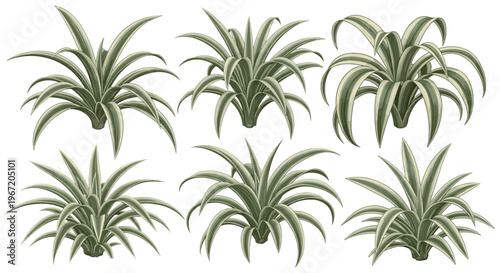 Collection of six decorative spider plants with variegated leaves, isolated on white background, botanical illustration style