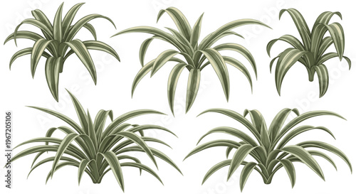 Collection of five green and white striped spider plants in a realistic illustration style, isolated on a white background, perfect for home decor and botanical designs