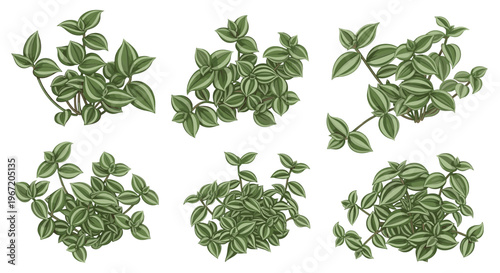 Variegated Tradescantia Zebrina plant sprigs with green and silver striped leaves top view isolated on white background