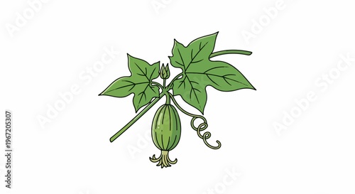 Green vine with leaves, immature fruit, and tendril