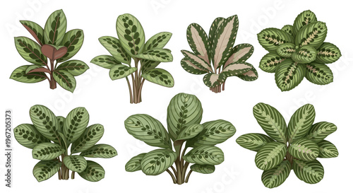 Collection of various green houseplants with patterned leaves, isolated on white background, botanical illustration