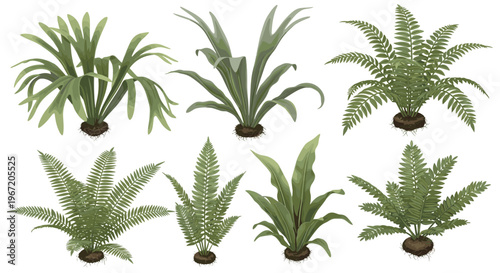 Collection of diverse green ferns and leafy plants with visible roots, isolated on a white background, showcasing botanical variety
