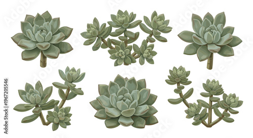 Collection of diverse succulent plants in various rosette shapes and sizes, isolated on a white background, showcasing natural green and blue-green foliage