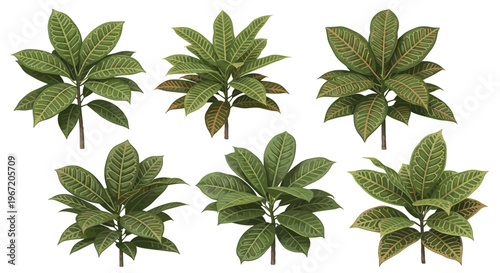 Collection of six green potted plants with patterned leaves isolated on a white background, perfect for interior design and botanical illustration