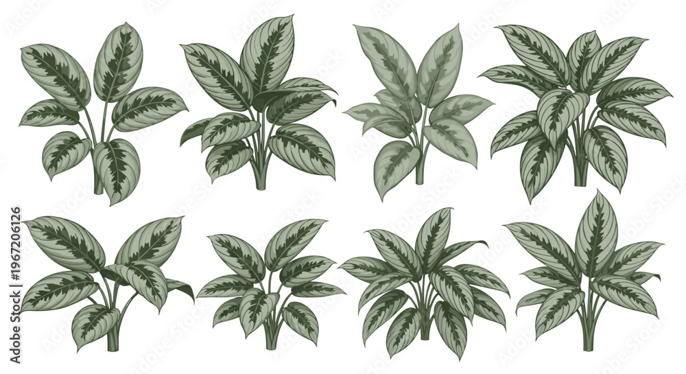 Fototapeta premium Collection of eight distinct illustrations of Chinese Evergreen plants showcasing their variegated foliage in various arrangements and growth stages
