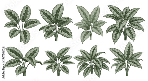 Collection of eight distinct illustrations of Chinese Evergreen plants showcasing their variegated foliage in various arrangements and growth stages