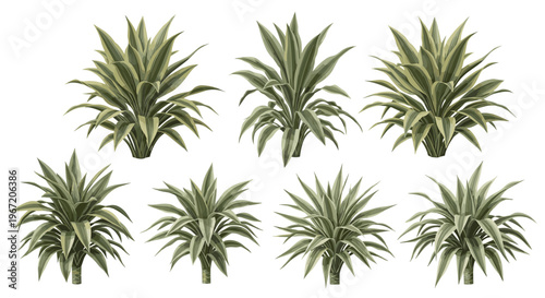 Collection of lush green and variegated agave plants isolated on a white background, showcasing diverse foliage and botanical beauty