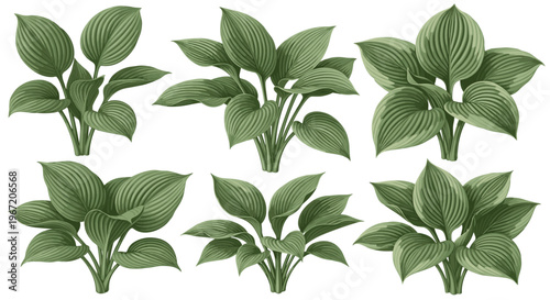 Collection of six green hosta plant illustrations with detailed veined leaves, isolated on a white background, perfect for botanical designs and garden themes.