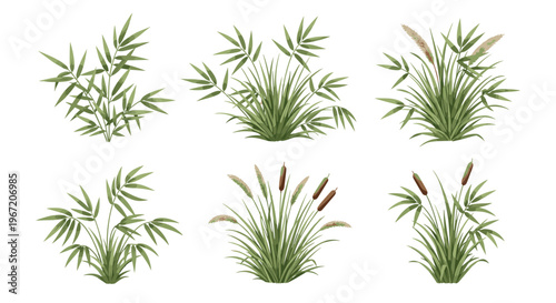 Collection of diverse green plants and reeds isolated on white background, representing natural foliage and wetland vegetation