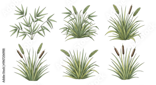 Collection of various green wetland plants and bamboo foliage illustrations isolated on white background