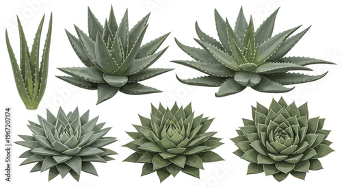 Collection of various succulent plants including aloe and rosette types in different arrangements and growth stages isolated on white background