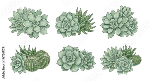 Collection of six succulent plant arrangements in various green hues, featuring echeveria and haworthia varieties, perfect for botanical illustrations and home decor themes