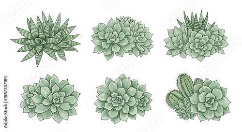 Collection of diverse succulent plants and cacti in various shapes and sizes, isolated on a white background, perfect for botanical illustrations and home decor designs