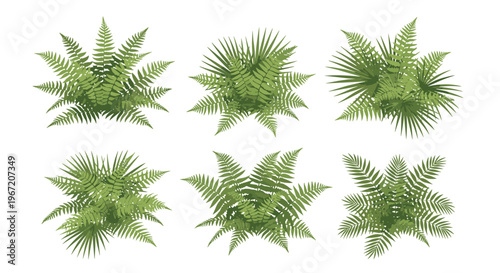 Top view collection of lush green fern plants and tropical foliage isolated on white background for botanical design and landscaping elements
