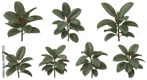 Collection of Rubber Plant Ficus Elastica varieties showcasing lush green foliage and deep burgundy undertones on white background isolated