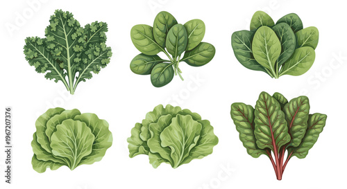 Collection of fresh leafy green vegetables including kale spinach lettuce and chard isolated on white background watercolor illustration
