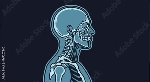 Side profile illustration of a human skull and upper torso skeleton