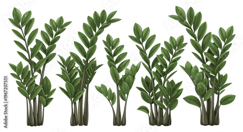 Group of Zamioculcas zamiifolia plants with lush green leaves isolated on white background, showcasing natural beauty and healthy indoor foliage for home decor and botanical illustration