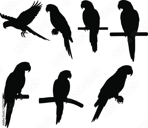 Silhouette illustration of parrots perched and flying, tropical bird shapes, exotic wildlife, nature icon set, aviary design, animal collection