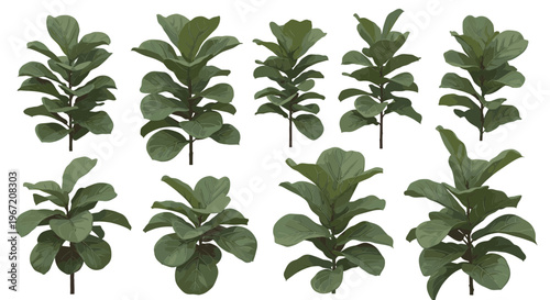 Collection of fiddle leaf fig plants in various sizes and stages of growth isolated on a white background, perfect for interior design and botanical illustrations