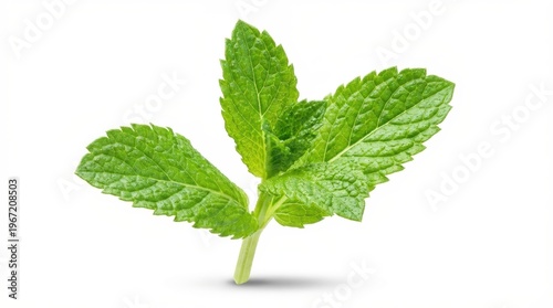Fresh Mint Leaves Isolated on White Background for Culinary and Gardening Use