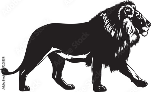 Black lion walking with long mane white background