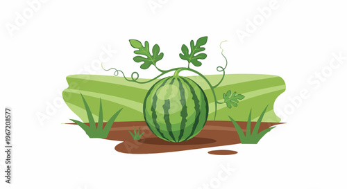 A single, ripe watermelon on a vine with green leaves in a field