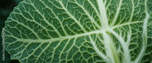 Closeup of a Vibrant Green Leaf with Intricate Veining and Natural Texture in a Botanical Setting