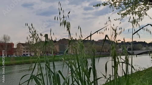Tall wild grass growing along the riverbank sways in the wind. City buildings and hills are visible on the horizon. A calm evening sky with soft clouds.