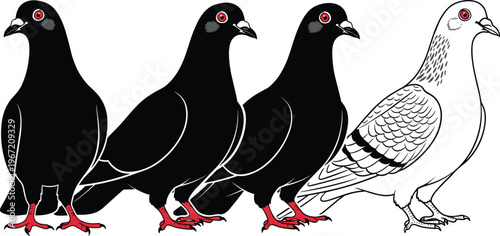 Black pigeon vector set with one white pigeon bird illustration isolated on white background for wildlife concept and animal graphic design.