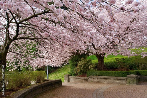 Spring has sprung in the park nearby. Cherry blossoms in full bloom!