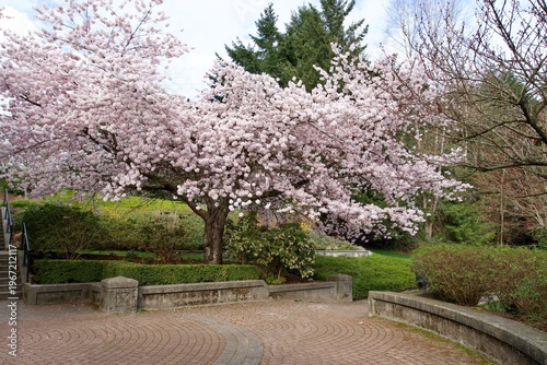 Spring has sprung in the park nearby. Cherry blossoms in full bloom!