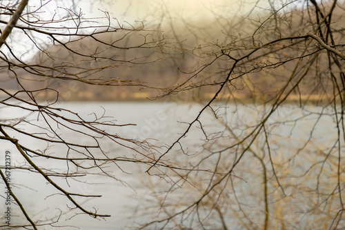 Lake surface with tree branches in foreground and reflection on water. Natural landscape photography. Nature and environment concept. Close-up view with copy space
