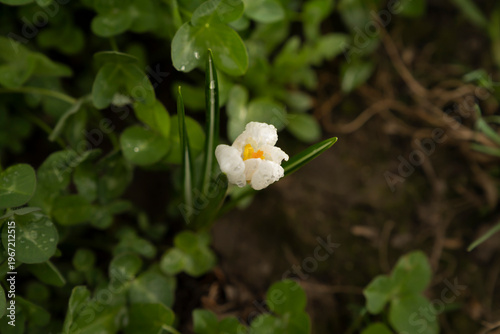 White flower bud with water drops among green leaves. Macro nature photography. Spring plant growth and bloom concept. Design for poster, banner, wallpaper, print.