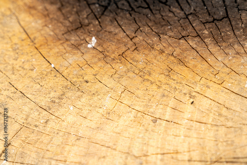 Burnt wooden surface with cracked texture and charred black area on cut tree trunk. Macro photography of natural wood grain background. Fire damage and material texture concept for design.