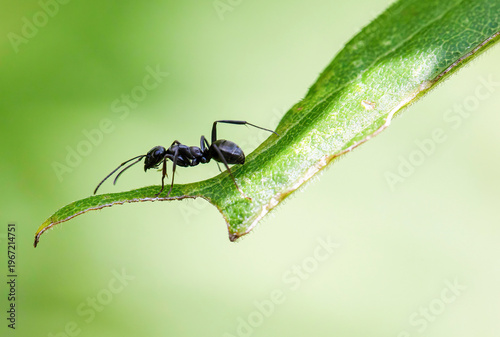 Eastern Black Carpenter Ant